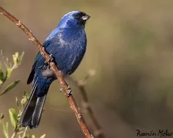 Stephanophorus diadematus (Frutero Azul)