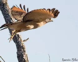 Buteo (Rupornis) magnirostris