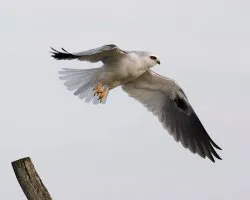 Elanus Leucurus (Milano Blanco)