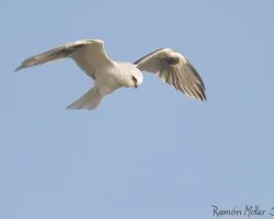 Elanus Leucurus (Milano Blanco) II