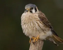 Falco sparverius Halconcito Colorado