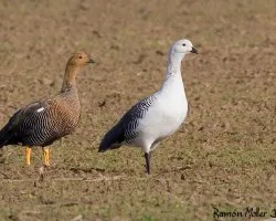 Cauquen (Chloephaga picta)