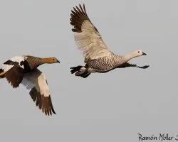 Cauquen (Chloephaga picta)