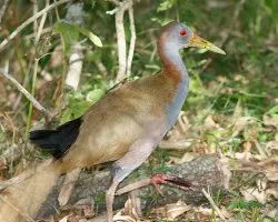 Aramides Ypecaha