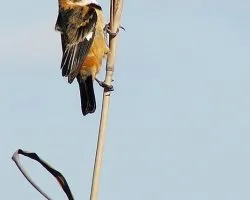 Sporophila collaris (Macho)