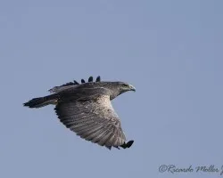 Geranoaetus melanoleucus