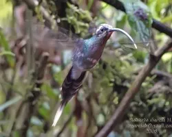 Phaethornis superciliosus