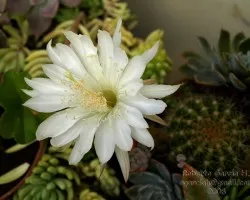 Cactus