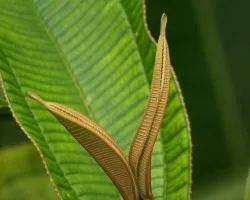Texturas