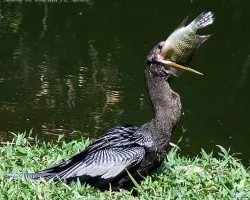 Anhinga anhinga