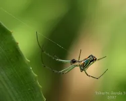 Araña multicolor