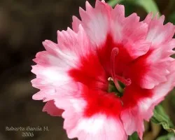 Clavelina