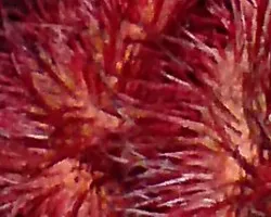 Adivina