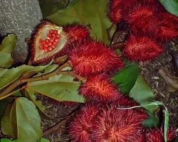 Achiote