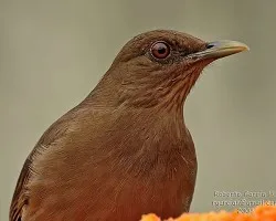 Turdus grayi