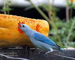 Gusto por la papaya