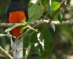 Trogon Bairdii