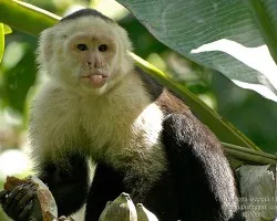 Cebus capucinus