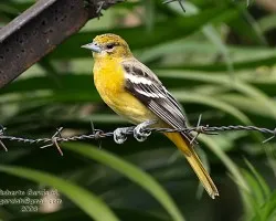 icterus galbula