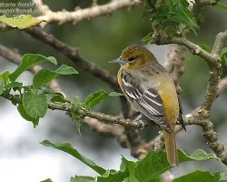 icterus galbula