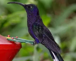 Campylopterus hemileucurus