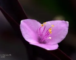 Roheo