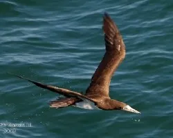 Sula leucogaster