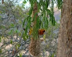 Icterus pustulatus