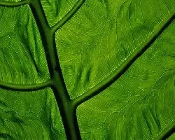 Textura Vegetal