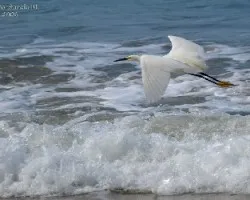 Egretta thula