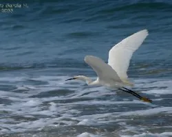 Egretta thula