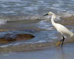Egretta thula
