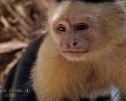 Cebus capucinus