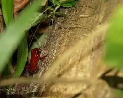 Oophaga pumilio