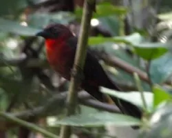 Habia fuscicauda