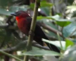 Habia fuscicauda