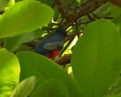 Trogon massena