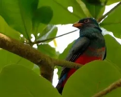 Trogon massena