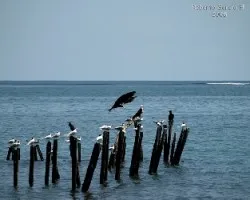 Aves Marinas