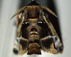 Polilla