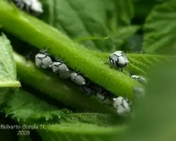 Bichos 1