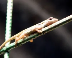 lagartija de jardin