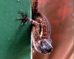 lagartija de jardin