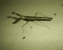 Mantis Religiosa