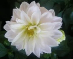 Flores 2