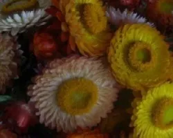 Flores 3