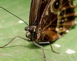 Mariposa Morpho