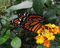 Mariposa