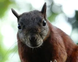 Ardilla