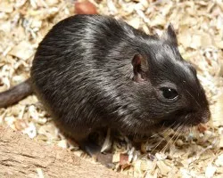 juancha